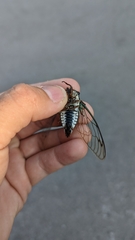 Neotibicen lyricen