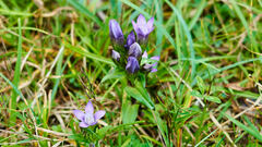 Gentianella aspera