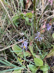 Tripolium pannonicum