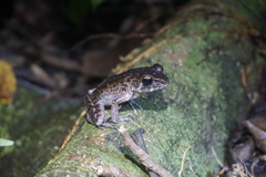 Pulchrana baramica