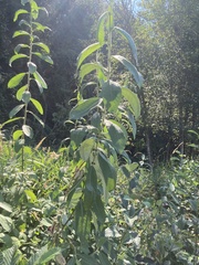 Salix sitchensis