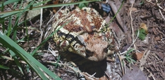 Bufo sachalinensis