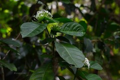 Ixora