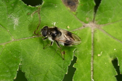 Cheilosia illustrata