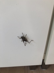 Pholidoptera griseoaptera