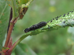Chrysomelidae