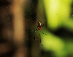 Argyrodes