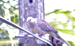 Streptopelia chinensis