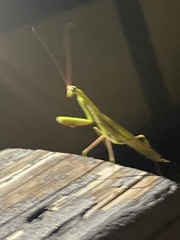 Schizomantodea