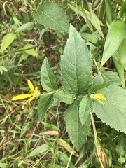 Heliopsis helianthoides