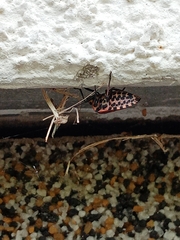 Graphosoma italicum italicum