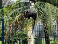 Didelphis aurita