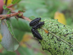 Chrysomelidae