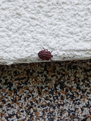 Graphosoma italicum italicum