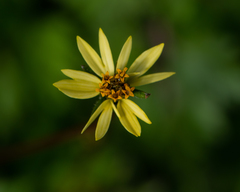 Bidens pilosa