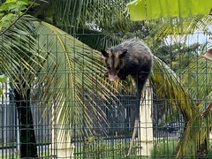 Didelphis aurita