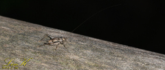 Svistella bifasciata