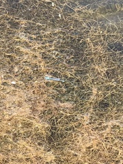 Erythromma lindenii