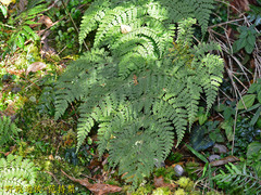 Dryopteris paleolata