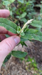 Froelichia floridana