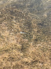Erythromma lindenii