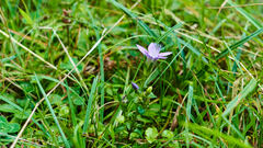 Gentianella aspera
