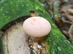 Rhodotus palmatus