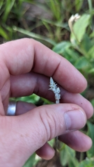 Froelichia floridana