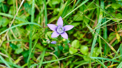 Gentianella aspera