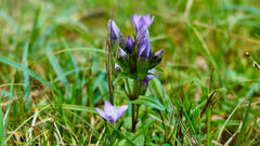 Gentianella aspera