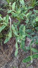 Froelichia floridana
