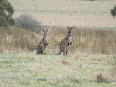 Macropus giganteus