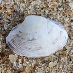 Tapetinae
