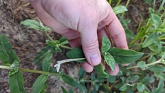 Froelichia floridana