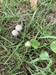 Agaricales