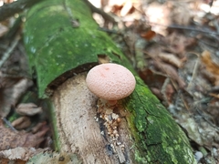 Rhodotus palmatus