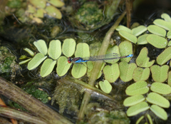 Erythromma viridulum