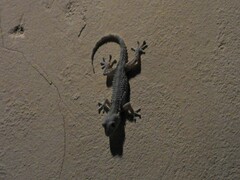 Tarentola mauritanica