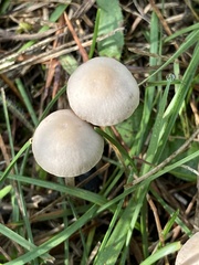 Agaricales
