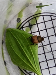Onthophagus