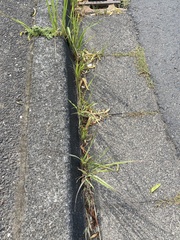 Calamagrostis epigejos