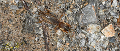 Gryllotalpa orientalis