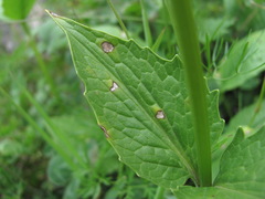 Dothideomycetes