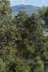 Dendrophthoe homoplastica