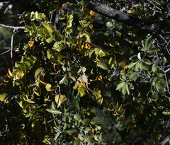 Dendrophthoe homoplastica