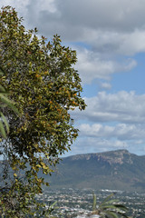 Dendrophthoe homoplastica