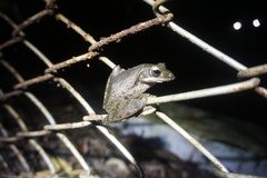 Polypedates leucomystax