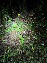 Lithobates catesbeianus