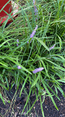 Liriope muscari