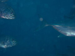 Caranx sexfasciatus